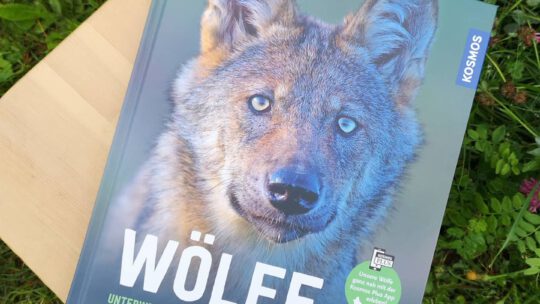 Spannendes Sachbuch: „Wölfe“ von Axel Gomille – mit Verlosung!